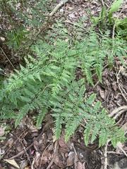 Pteris tremula