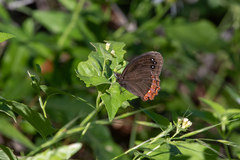 Gyrocheilus patrobas