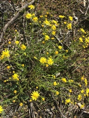 Senecio pinnatifolius