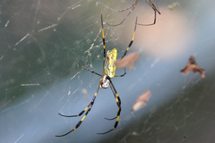 Trichonephila clavata