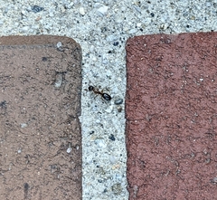 Camponotus clarithorax