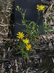 Senecio pinnatifolius