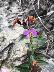 Rhexia virginica