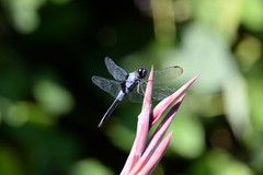 Orthetrum melania melania