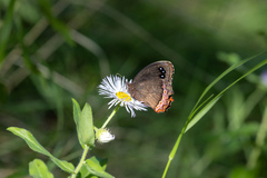 Gyrocheilus patrobas