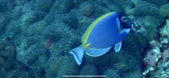 Acanthurus leucosternon