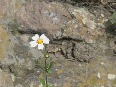 Bidens odorata