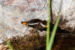 Adelpha eulalia