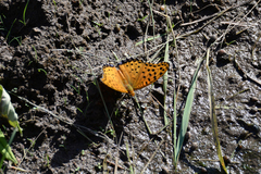 Argynnis hyperbius