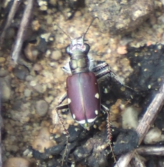 Cicindela scutellaris lecontei