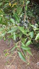 Ocotea pulchella