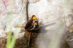 Adelpha eulalia