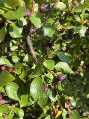 Cotoneaster lucidus