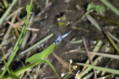Orthetrum albistylum speciosum