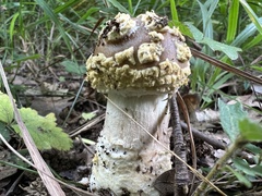 Amanita franchetii