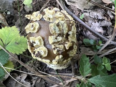 Amanita franchetii