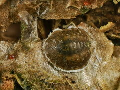 Asterodiaspis quercicola