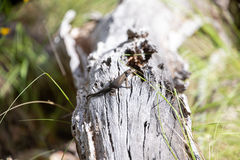Sceloporus jarrovii