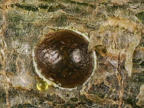Asterodiaspis quercicola