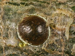 Asterodiaspis quercicola