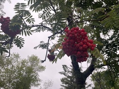 Sorbus decora
