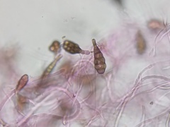 Alternaria