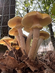 Armillaria