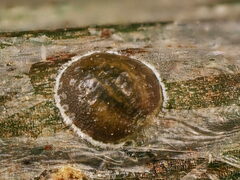 Asterodiaspis quercicola