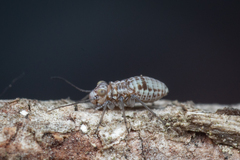 Psocidae