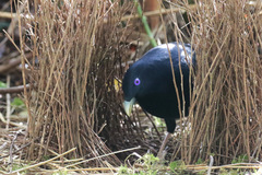 Ptilonorhynchus violaceus