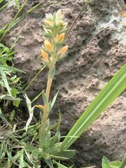 Echeveria platyphylla
