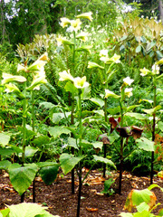 Cardiocrinum cordatum