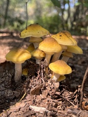 Armillaria