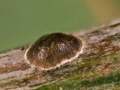 Asterodiaspis quercicola