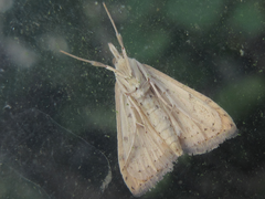 Udea ferrugalis
