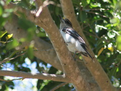 Cracticus nigrogularis nigrogularis