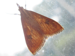Udea ferrugalis