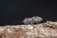 Psocidae