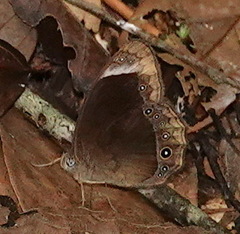 Mycalesis anaxias