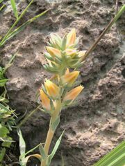 Echeveria platyphylla