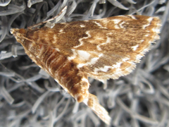 Elophila turbata