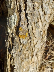 Xanthorioideae