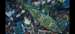 Epinephelus