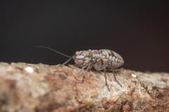 Psocidae