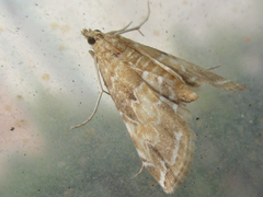 Elophila turbata