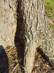 Xanthorioideae