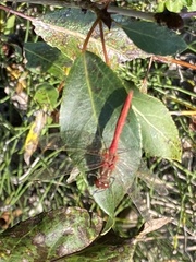 Sympetrum pallipes