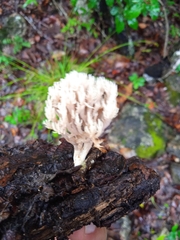 Lentaria byssiseda