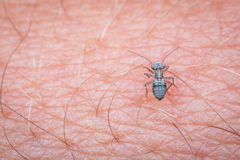 Psocidae