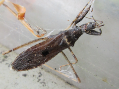 Oncocephalus breviscutum